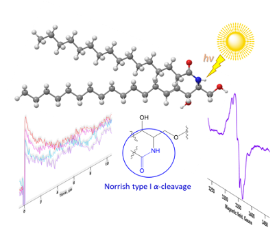 Unveiling the mechanism of photodamage to sphingolipid molecules via laser flash photolysis and EPR