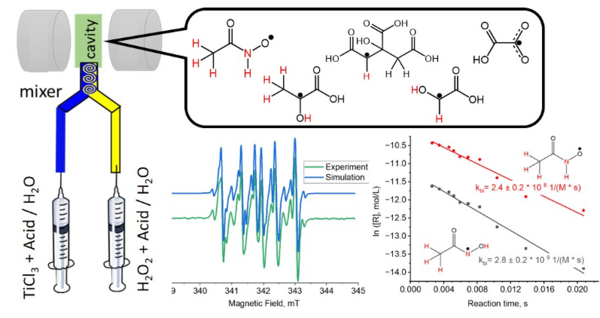 Structure and kinetics of organic acid radicals formed in reaction with •OH radicals
